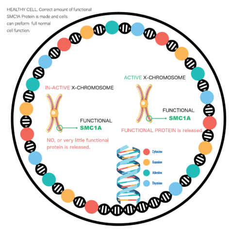 Smca Module About SMC1A | SMC1A Foundation